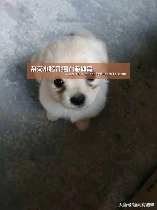 杂交水稻介绍|九游体育