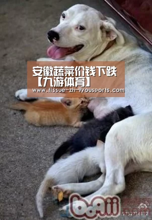 安徽蔬菜价钱下跌【九游体育】(图2) 九游体育